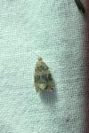 Celypha lacunana