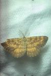 Ematurga atomaria