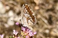 Cacyreus marshalli