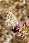 Cacyreus marshalli