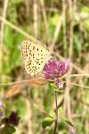 Lycaena tityrus