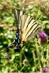 Iphiclides podalirius