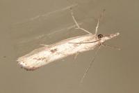 Agriphila inquinatella