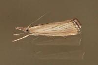 Agriphila straminella