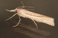 Ancylolomia tentaculella