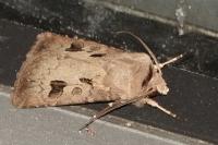 Agrotis exclamationis