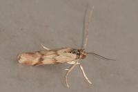 Homoeosoma sinuella
