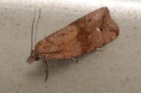 Celypha striana