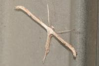 Emmelina monodactyla
