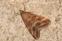 Pyrausta despicata