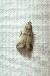 Acrobasis consociella