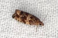 Celypha cespitana