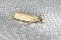 Calamotropha paludella