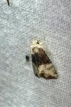 Mesoligia furuncula