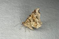 Macaria alternata