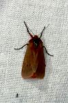 Phragmatobia fuliginosa