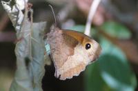 Maniola jurtina