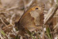 Maniola jurtina