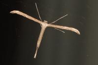 Emmelina monodactyla
