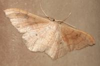 Idaea rubraria