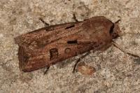 Agrotis exclamationis