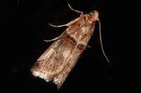 Acrobasis tumidana