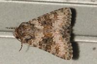 Hecatera dysodea