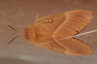Lasiocampa quercus