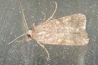 Spodoptera exigua