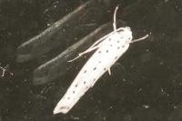 Yponomeuta