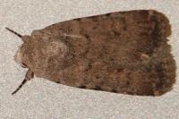 Caradrina clavipalpis