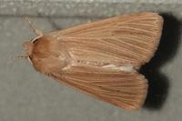 Mythimna pallens