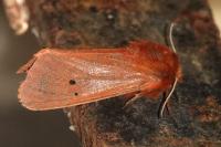 Phragmatobia fuliginosa
