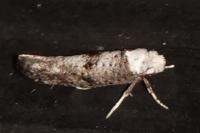Paraswammerdamia albicapitella