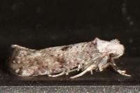 Paraswammerdamia albicapitella