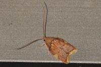 Carcina quercana