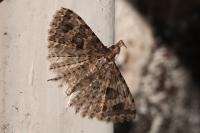 Alucita hexadactyla