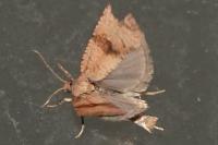 Celypha striana