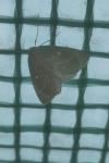 Thetidia smaragdaria