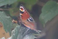 Aglais io
