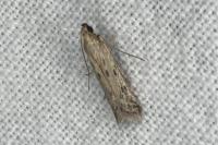 Phycitodes
