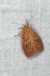 Miltochrista miniata