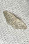 Idaea subsericeata
