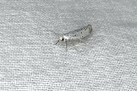 Yponomeuta cagnagella