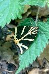 Euplagia quadripunctaria
