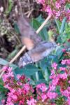 Macroglossum stellatarum