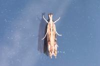 Catoptria verellus