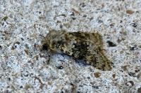Hecatera dysodea