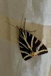 Euplagia quadripunctaria