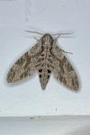Agrius convolvuli
